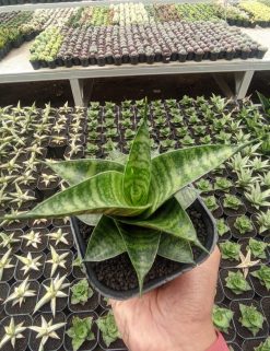 Sansevieria Kinobi, real gallery image #1 plants. Picture taken directly from kaktus.id community Sansevieria farmer green houses.