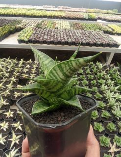 Sansevieria Kinobi, real gallery image #2 plants. Picture taken directly from kaktus.id community Sansevieria farmer green houses.