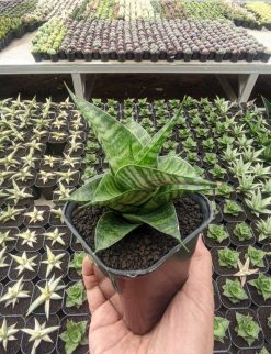 Sansevieria Kinobi, real gallery image #3 plants. Picture taken directly from kaktus.id community Sansevieria farmer green houses.