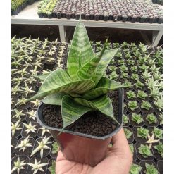 Sansevieria Kinobi, real feature image plant. Picture taken directly from kaktus.id community Sansevieria farmer green houses.