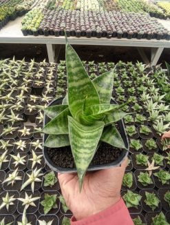 Sansevieria Kinobi, real gallery image #4 plants. Picture taken directly from kaktus.id community Sansevieria farmer green houses.
