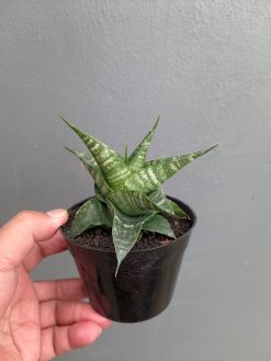Sansevieria Vegeta, real gallery image #2 plants. Picture taken directly from kaktus.id community Sansevieria farmer green houses.