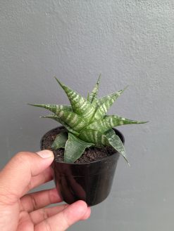 Sansevieria Vegeta, real gallery image #11 plants. Picture taken directly from kaktus.id community Sansevieria farmer green houses.