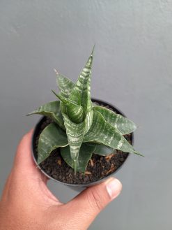 Sansevieria Vegeta, real gallery image #12 plants. Picture taken directly from kaktus.id community Sansevieria farmer green houses.