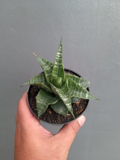 Sansevieria Vegeta, real gallery image #13 plants. Picture taken directly from kaktus.id community Sansevieria farmer green houses.