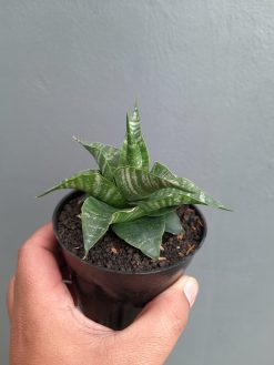 Sansevieria Vegeta, real gallery image #14 plants. Picture taken directly from kaktus.id community Sansevieria farmer green houses.