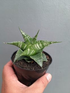 Sansevieria Vegeta, real gallery image #15 plants. Picture taken directly from kaktus.id community Sansevieria farmer green houses.