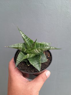 Sansevieria Vegeta, real gallery image #16 plants. Picture taken directly from kaktus.id community Sansevieria farmer green houses.