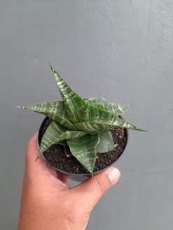 Sansevieria Vegeta, real gallery image #17 plants. Picture taken directly from kaktus.id community Sansevieria farmer green houses.