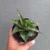 Sansevieria Vegeta, real feature image plant. Picture taken directly from kaktus.id community Sansevieria farmer green houses.