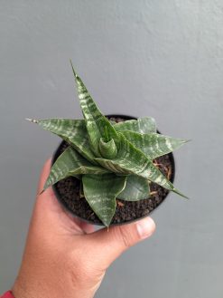 Sansevieria Vegeta, real gallery image #18 plants. Picture taken directly from kaktus.id community Sansevieria farmer green houses.