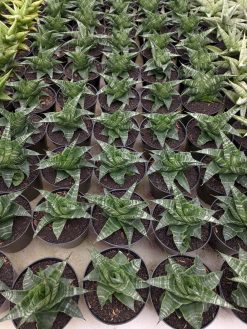 Sansevieria Vegeta, real gallery image #1 plants. Picture taken directly from kaktus.id community Sansevieria farmer green houses.