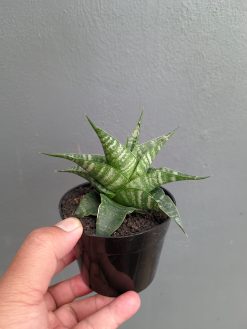 Sansevieria Vegeta, real gallery image #3 plants. Picture taken directly from kaktus.id community Sansevieria farmer green houses.