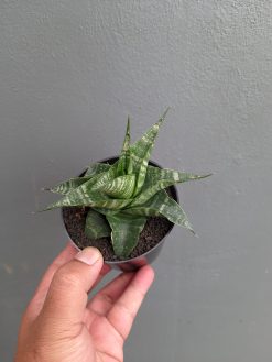 Sansevieria Vegeta, real gallery image #4 plants. Picture taken directly from kaktus.id community Sansevieria farmer green houses.