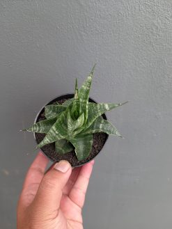 Sansevieria Vegeta, real gallery image #5 plants. Picture taken directly from kaktus.id community Sansevieria farmer green houses.