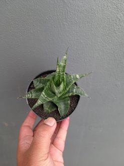 Sansevieria Vegeta, real gallery image #6 plants. Picture taken directly from kaktus.id community Sansevieria farmer green houses.