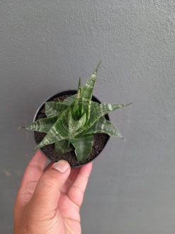 Sansevieria Vegeta, real gallery image #7 plants. Picture taken directly from kaktus.id community Sansevieria farmer green houses.