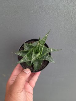 Sansevieria Vegeta, real gallery image #8 plants. Picture taken directly from kaktus.id community Sansevieria farmer green houses.