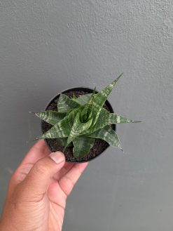 Sansevieria Vegeta, real gallery image #9 plants. Picture taken directly from kaktus.id community Sansevieria farmer green houses.