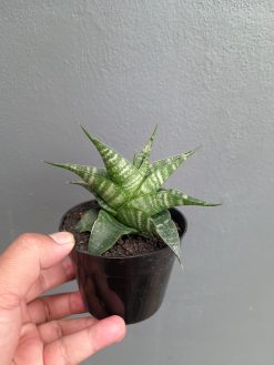 Sansevieria Vegeta, real gallery image #10 plants. Picture taken directly from kaktus.id community Sansevieria farmer green houses.