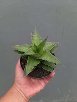 Sansevieria Wulan, real gallery image #2 plants. Picture taken directly from kaktus.id community Sansevieria farmer green houses.