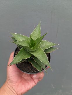 Sansevieria Wulan, real gallery image #10 plants. Picture taken directly from kaktus.id community Sansevieria farmer green houses.