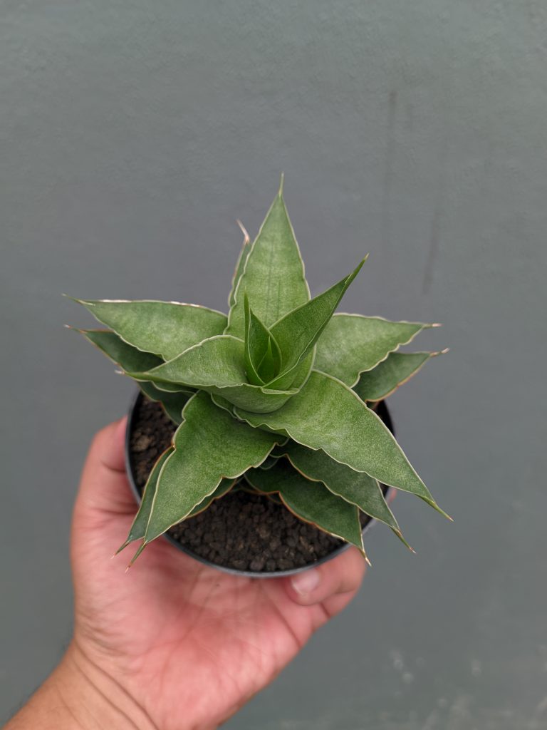 kaktus.id