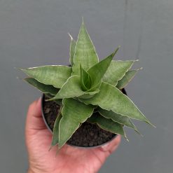 Sansevieria Wulan, real feature image plant. Picture taken directly from kaktus.id community Sansevieria farmer green houses.