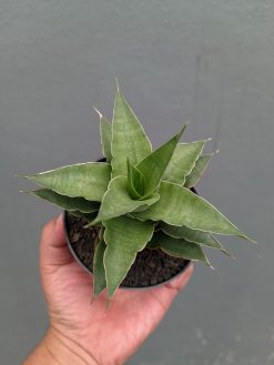 Sansevieria Wulan, real gallery image #12 plants. Picture taken directly from kaktus.id community Sansevieria farmer green houses.