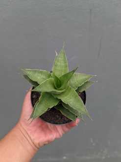 Sansevieria Wulan, real gallery image #4 plants. Picture taken directly from kaktus.id community Sansevieria farmer green houses.