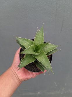 Sansevieria Wulan, real gallery image #1 plants. Picture taken directly from kaktus.id community Sansevieria farmer green houses.