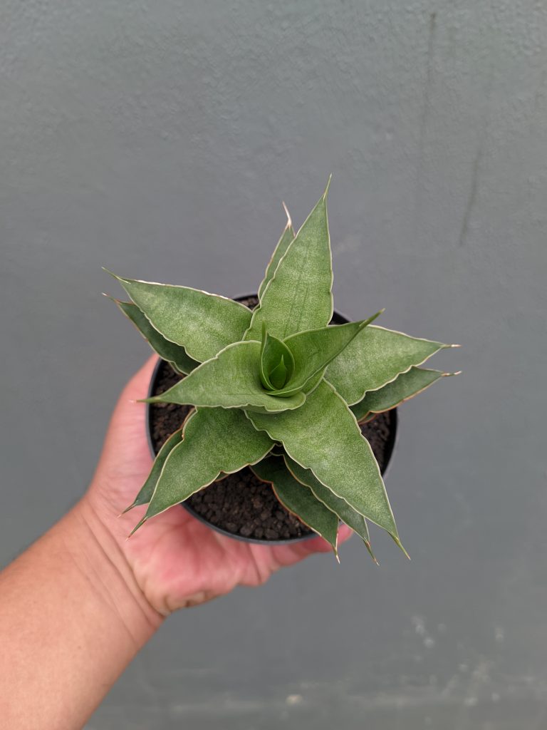 kaktus.id