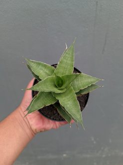 Sansevieria Wulan, real gallery image #5 plants. Picture taken directly from kaktus.id community Sansevieria farmer green houses.