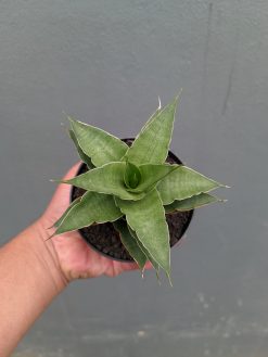 Sansevieria Wulan, real gallery image #6 plants. Picture taken directly from kaktus.id community Sansevieria farmer green houses.