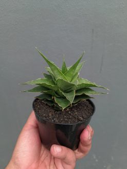 Sansevieria Wulan, real gallery image #3 plants. Picture taken directly from kaktus.id community Sansevieria farmer green houses.