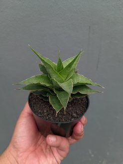 Sansevieria Wulan, real gallery image #7 plants. Picture taken directly from kaktus.id community Sansevieria farmer green houses.