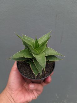 Sansevieria Wulan, real gallery image #8 plants. Picture taken directly from kaktus.id community Sansevieria farmer green houses.