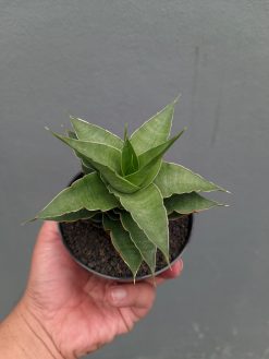 Sansevieria Wulan, real gallery image #9 plants. Picture taken directly from kaktus.id community Sansevieria farmer green houses.