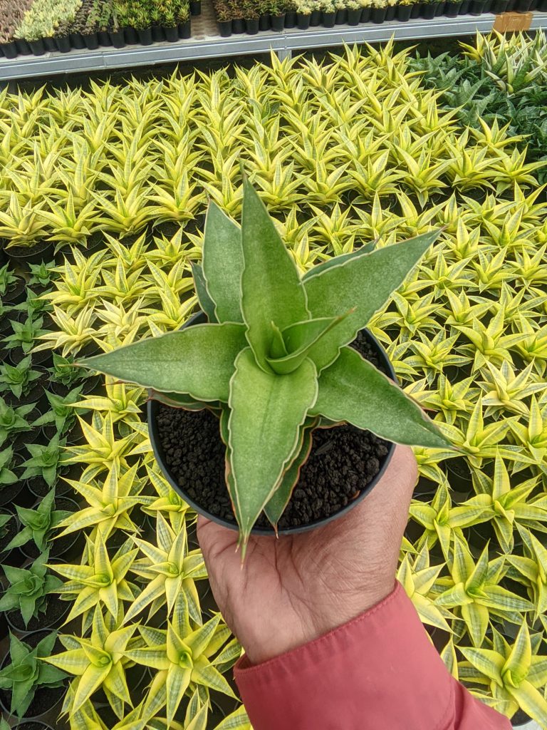 kaktus.id