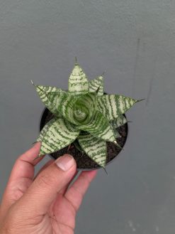 Sansevieria Pandawa, real gallery image #2 plants. Picture taken directly from kaktus.id community Sansevieria farmer green houses.