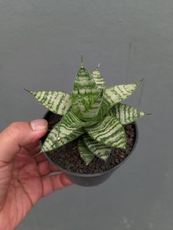 Sansevieria Pandawa, real gallery image #10 plants. Picture taken directly from kaktus.id community Sansevieria farmer green houses.
