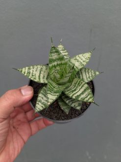 Sansevieria Pandawa, real gallery image #11 plants. Picture taken directly from kaktus.id community Sansevieria farmer green houses.