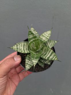 Sansevieria Pandawa, real gallery image #12 plants. Picture taken directly from kaktus.id community Sansevieria farmer green houses.