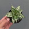 Sansevieria Pandawa, real feature image plant. Picture taken directly from kaktus.id community Sansevieria farmer green houses.