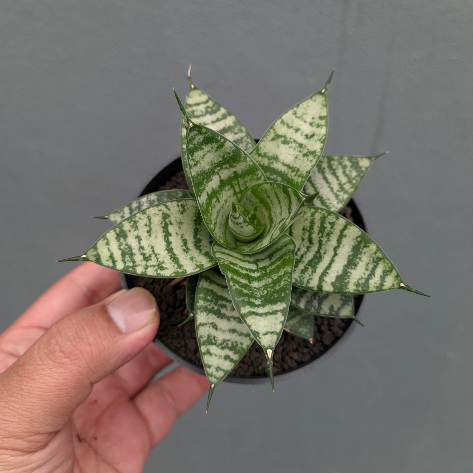 Sansevieria Pandawa, real feature image plant. Picture taken directly from kaktus.id community Sansevieria farmer green houses.