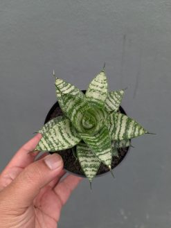Sansevieria Pandawa, real gallery image #13 plants. Picture taken directly from kaktus.id community Sansevieria farmer green houses.