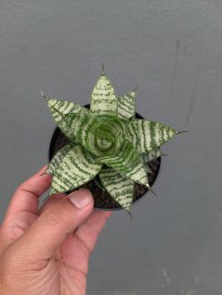Sansevieria Pandawa, real gallery image #3 plants. Picture taken directly from kaktus.id community Sansevieria farmer green houses.