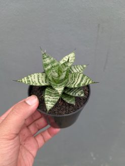 Sansevieria Pandawa, real gallery image #4 plants. Picture taken directly from kaktus.id community Sansevieria farmer green houses.