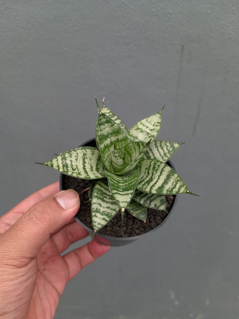 kaktus.id