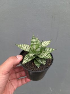 Sansevieria Pandawa, real gallery image #6 plants. Picture taken directly from kaktus.id community Sansevieria farmer green houses.
